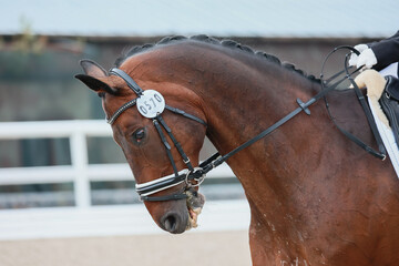 Portrait of a horse during a performance at a dressage competition. Rider landing and horse control.