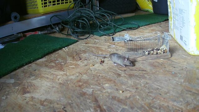 Waldmaus (Apodemus sylvaticus) inspiziert Walnuss-St&uuml;cke um eine Lebensfalle im Ger&auml;teschuppen