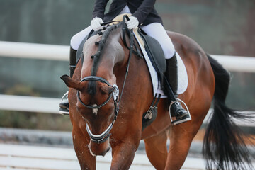 soft contact with a horse. Equestrian sports, dressage.