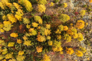 Top view of the autumn larch forest. Aerial view of trees with colorful yellow crowns. Amazing northern nature. Fall season. Beautiful natural background. Magadan Region, Siberia, Far North of Russia.