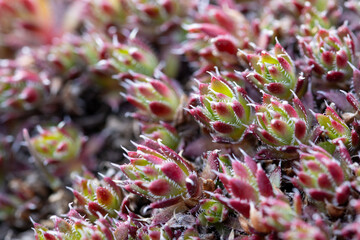 Houseleeks, also known as liveforever (Sempervivum). Wild plants close up. Macro shot of numerous tiny leaves. Plants in the wild. Spring, May.