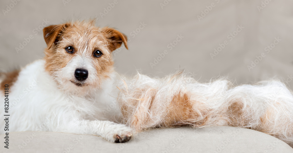 Wall mural Face of a cute shadding dog with her hair on the coach. Cleaning per fur, banner or background.