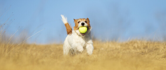 Banner of a happy active high energy hyperactive dog puppy as running and playing with a tennis toy ball in the grass