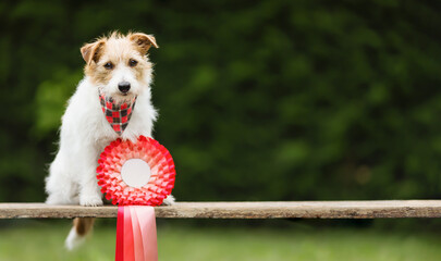 Cute dog with a red winner ribbon. Dog show, success background with copy space.