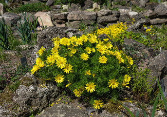 Yellow Adonis on an alpine hill