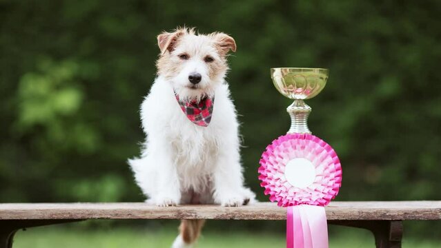 Cute dog with a winner trophy and ribbon, successful competition background