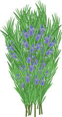 Illustration of a fresh lavender and rosemary bouquet on a white background