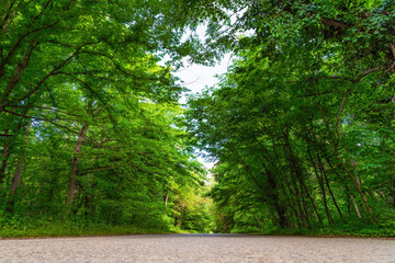 Asphalt road among dense green trees