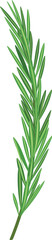Single sprig of green rosemary herb, presented on a clean white background