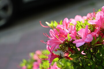 식물, 핑크색, 영산홍