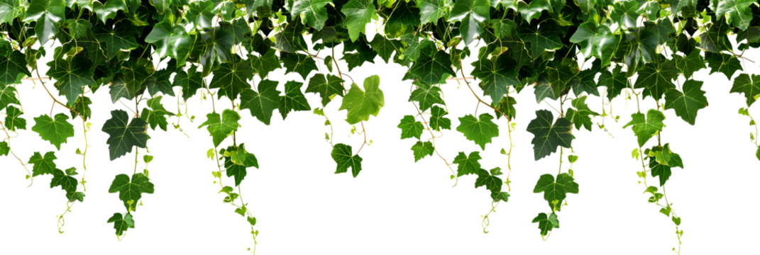 Green ivy leaves on a transparent background