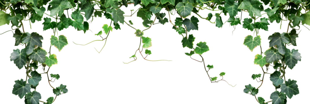 Green ivy leaves on a transparent background