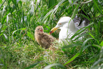 A chick begging for food from its incubating parent