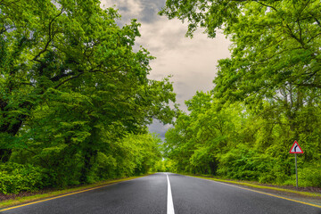 Asphalt road with markings among dense green trees