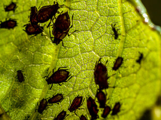 Invasion of aphidoidea colony