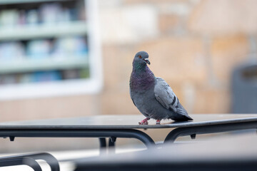 A single pigeon showcasing its bright plumage 