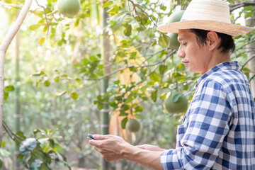 Organic farming, fruit farm. Farmers recheck quality record on application on tablet. Pomelo grow...