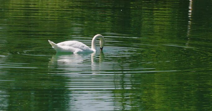 CIgno bianco in cerca di cibo sul lago