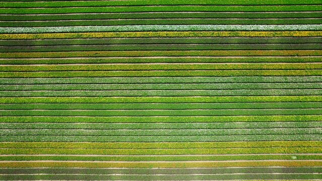 Field aerial video of Ranunculus in Kibbutz Nir Yitzhak