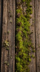 Obraz premium Bright green moss grows vigorously in narrow space between two aged, wooden planks. Texture of wood rough, weathered, contrasting with soft, lush appearance of moss. Small.