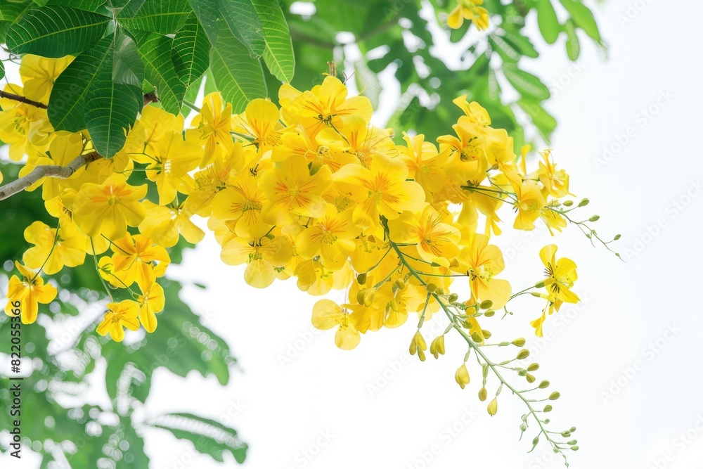 Poster beautiful tree with yellow flowers and green leaves. suitable for nature and springtime concepts