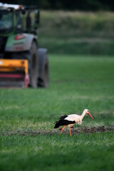 Storch mit rotem Schnabel schreitet im Abendlicht vor dem Trecker des Bauern am Pfingstwochenende....