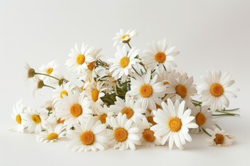 Fototapeta premium Realistic photograph of a complete Daisies,solid stark white background, focused lighting