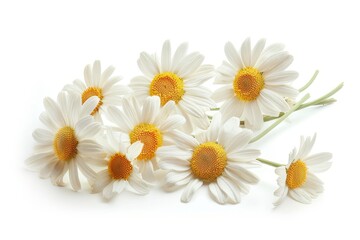 Fototapeta premium Realistic photograph of a complete Daisies,solid stark white background, focused lighting
