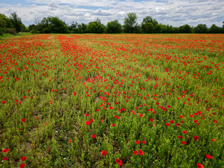 Landscape view of red poppy fields.