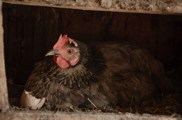 Hen sitting on a nest in a chicken coop