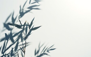 Obraz premium bamboo leaves background