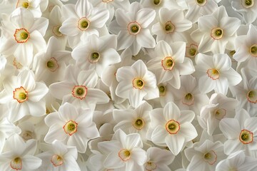 A bunch of white flowers with yellow centers. Ideal for nature and floral designs