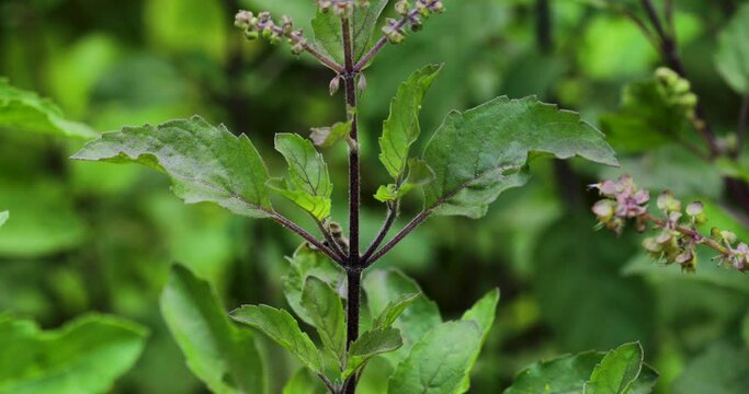 Closeup shot of the holy basil plants in the field in daytime with blur background