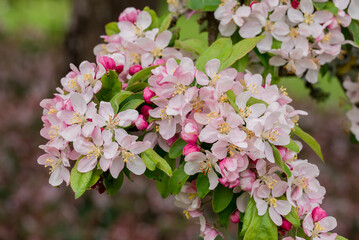 photo of spring apple tree flowers