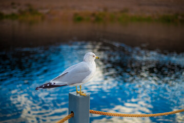 Seagull at the Lake Mead Marina in Nevada.