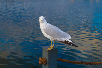 Seagull at the Lake Mead Marina in Nevada.