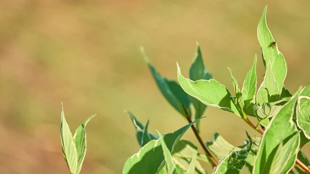 Cornus alba, red-barked, white or Siberian dogwood, is flowering plant in family Cornaceae, native to Siberia, northern China and Korea.
