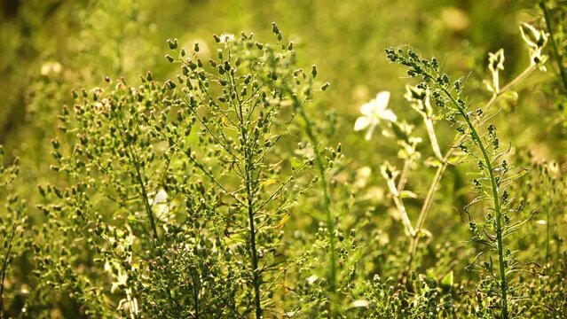 Erigeron or Conyza canadensis is annual plant native throughout most of North America and Central America. It is horseweed, Canadian horseweed, Canadian fleabane, coltstail, marestail, and butterweed