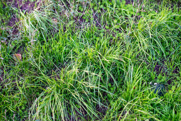 Closeup of cut weeds growing in a field.