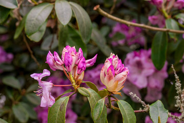 photo of spring flowers in the park