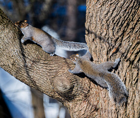 Obraz premium Two squirrels standing and sitting on a tree branch.