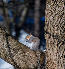 Squirrel perched on a tree.