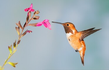 a hummingbird hovers with it's beak and wings extended and its head