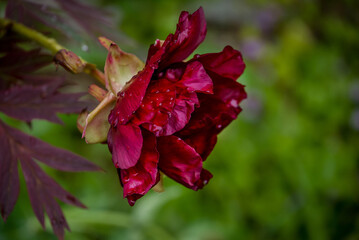 Obraz premium photo of spring flowers in the park