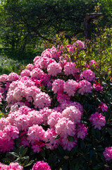 pink flowers in a garden