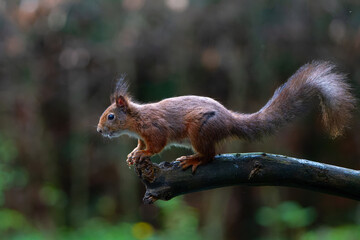 Eurasian red squirrel (Sciurus vulgaris) jumping in the forest of Noord Brabant in the Netherlands. 