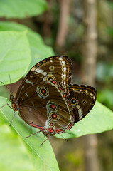 butterfly on a leaf