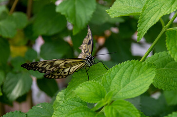 butterfly on leaf