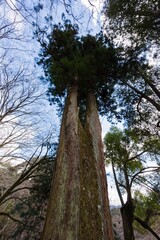 Fototapeta premium 寺社仏閣