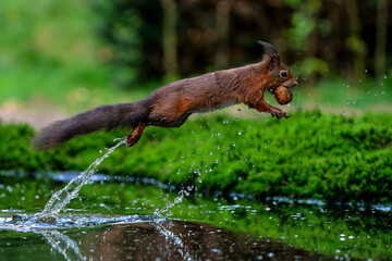 Eurasian red squirrel (Sciurus vulgaris) jumping in the forest of Noord Brabant in the Netherlands. 